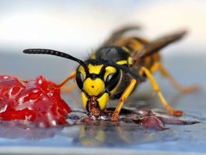 Eine Futterstelle mit Marmelade hlt die Wespen auf Abstand. Bildrechte:  pixelnest – Fotolia.com