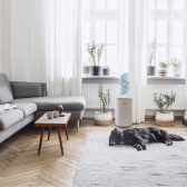 eeese Emil 12L mit WiFi  Luftentfeuchter, Wschetrockner